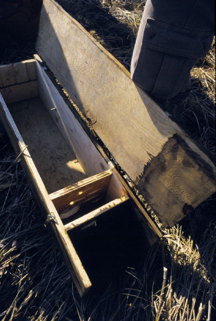 nidi di civetta: i segreti di un successo (parte I)